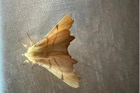 Ennomos erosaria