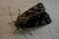 Acronicta rumicis