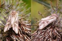 Actinotia polyodon
