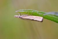 Agriphila inquinatella