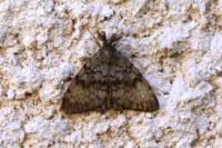 Lymantria dispar