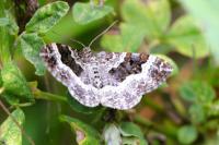 Epirrhoe alternata