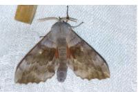 Laothoe populi