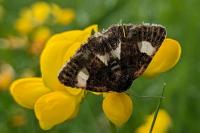 Tyta luctuosa