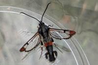 Synanthedon formicaeformis