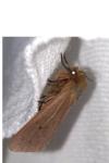 Phragmatobia fuliginosa