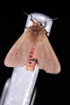 Phragmatobia fuliginosa