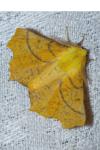 Ennomos alniaria
