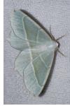 Campaea margaritaria
