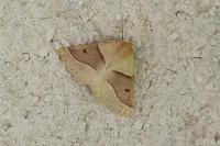 Crocallis elinguaria