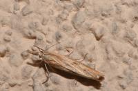 Pediasia fascelinella