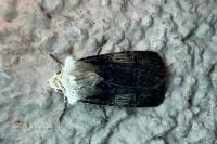 Agrotis puta
