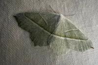 Campaea margaritaria