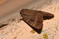 Amphipyra berbera svenssoni