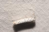 Yponomeuta evonymella
