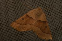 Crocallis elinguaria