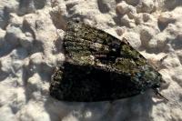 Cryphia algae
