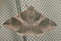Dysgonia algira