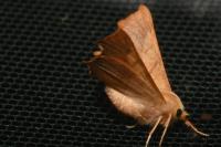Ennomos fuscantaria
