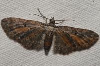Eupithecia icterata