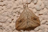 Evergestis forficalis