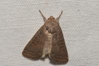 Hoplodrina ambigua