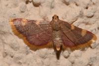 Hypsopygia costalis