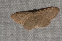 Idaea straminata