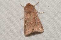 Mythimna albipuncta