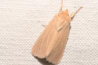 Mythimna pallens