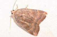 Noctua janthe/janthina