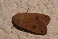 Noctua pronuba