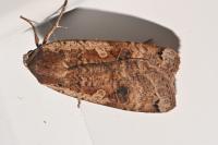 Noctua pronuba