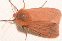 Phragmatobia fuliginosa