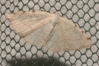 Stegania trimaculata