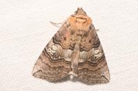 Tethea ocularis