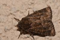Thalpophila matura