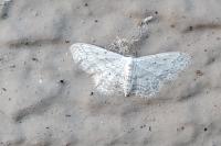Idaea seriata