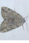 Catocala electa