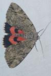 Catocala electa