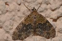 Acasis viretata