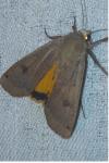 Noctua pronuba