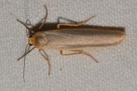Manulea complana