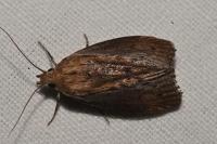 Galleria mellonella