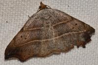 Laspeyria flexula