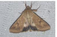 Helicoverpa armigera