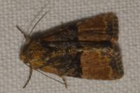 Mesoligia furuncula