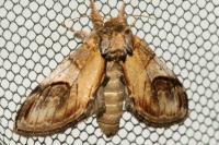 Notodonta ziczac