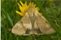 Helicoverpa armigera