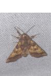 Gortyna flavago